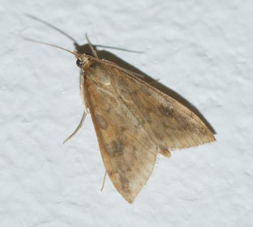 Réf. 153 207 : Udea ferrugalis