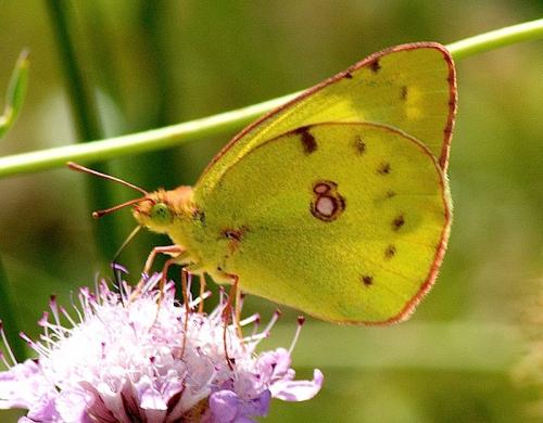 Colias sp.
