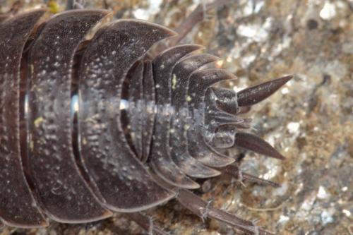 Porcellio sp.