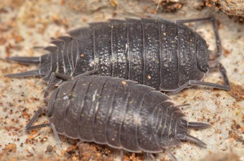 Porcellio sp.