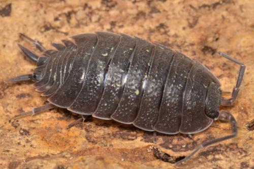 Porcellio sp.