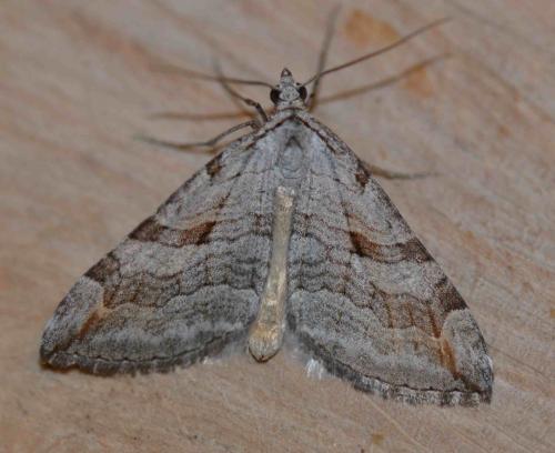 Réf. 153 275 : Aplocera efformata