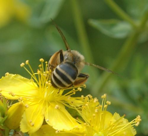Andrena flavipes