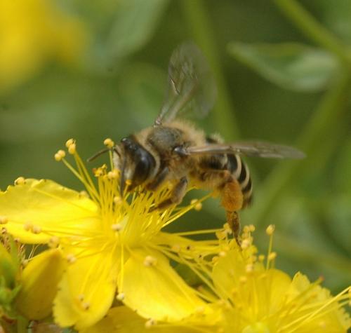 Andrena flavipes