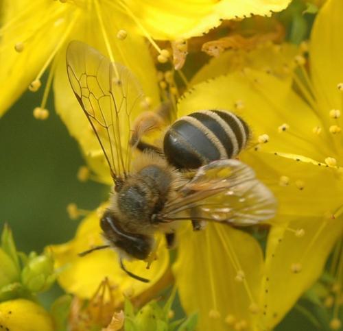Andrena flavipes