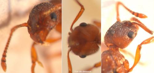 Myrmica specioides