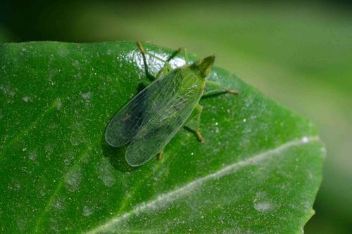 Dictyophara europaea