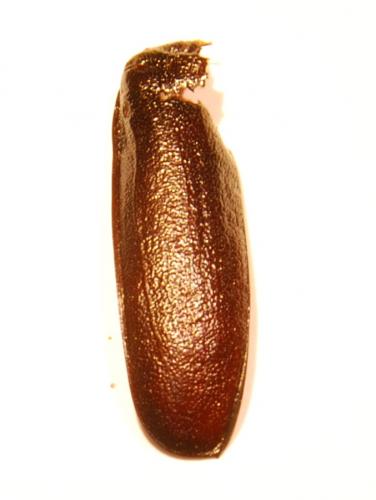 Prionus coriarius