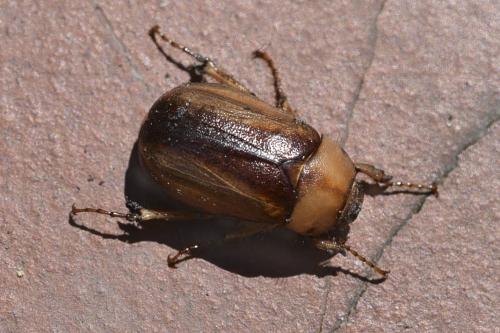 Rhizotrogus sp.