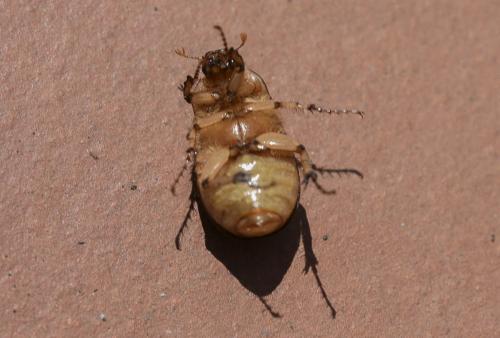 Rhizotrogus sp.