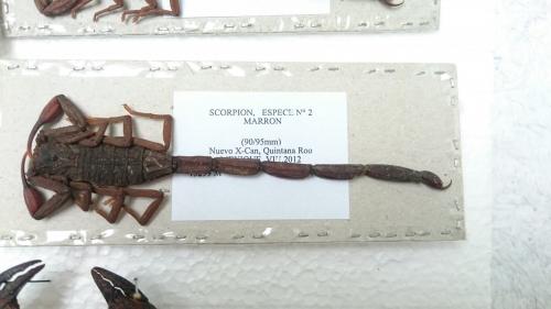 Réf. 153 794 : Centruroides sp.