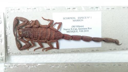 Réf. 153 795 : Centruroides sp.