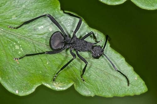 Polyrhachis armata