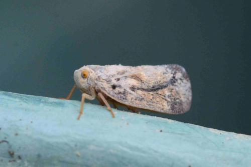 Réf. 153 362 : Metcalfa pruinosa