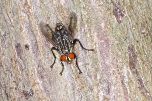 Sarcophaga sp.