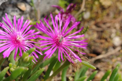Réf. 153 119 : Lasioglossum sp.