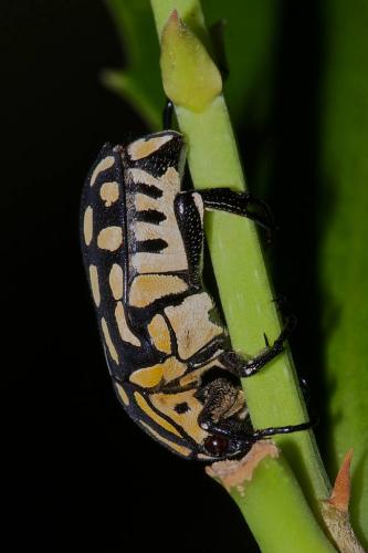 Reineria sp.