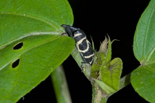 Réf. 153 474 : Alcidodes sp.