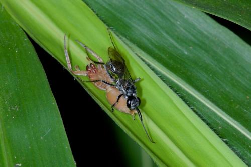 Réf. 153 051 : Auplopus sp.
