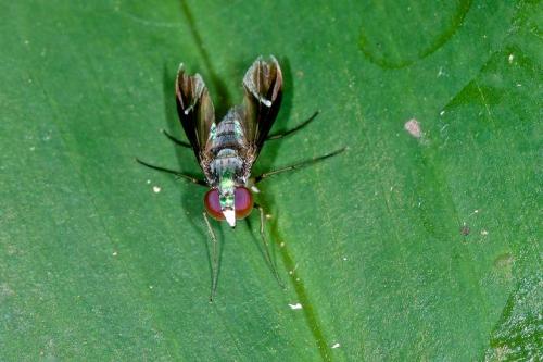 Condylostylus sp.