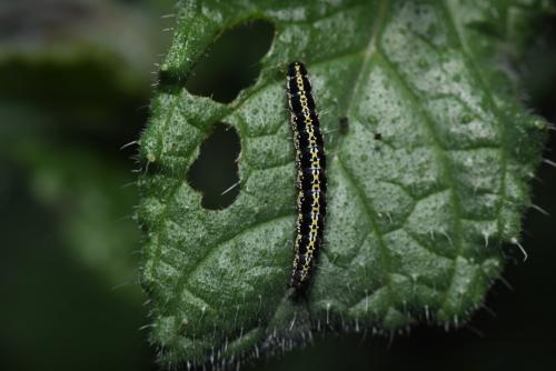 Ethmia bipunctella