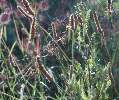 Réf. 153 565 : Argiope bruennichi