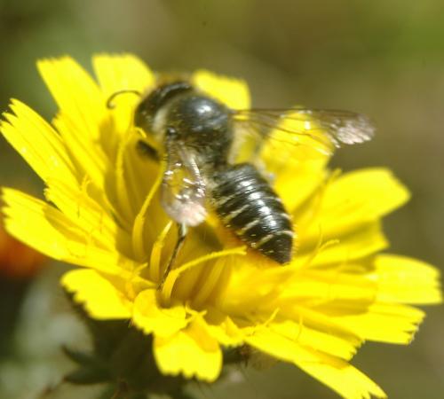 Megachile centuncularis