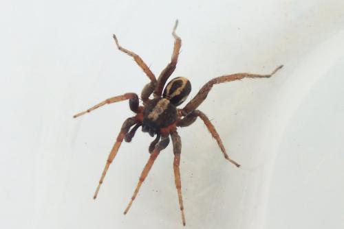 Réf. 153 893 : Alopecosa albofasciata
