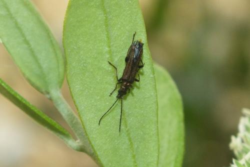 Oedemera flavipes