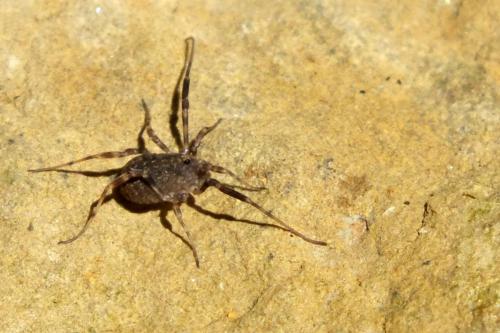 Réf. 153 613 : Lophopilio palpinalis