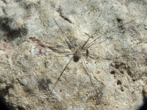 Nelima sp.
