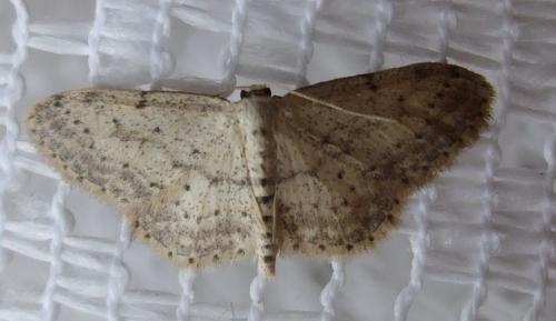 Idaea seriata