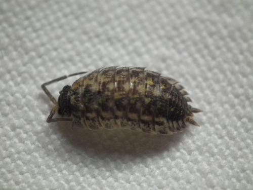 Réf. 153 416 : Porcellio spinicornis