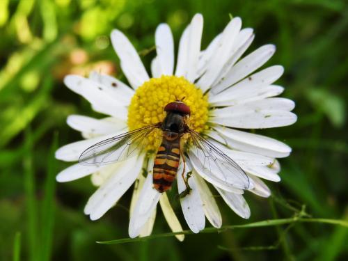 Episyrphus balteatus