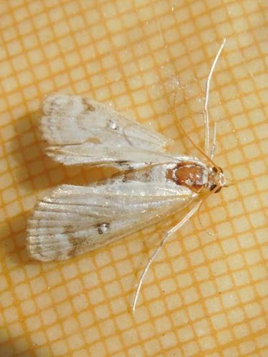 Réf. 153 401 : Parapoynx stratiotata