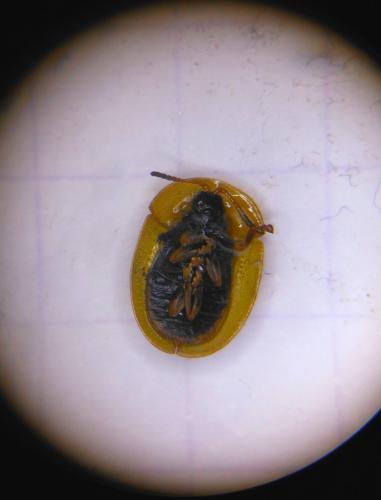 Réf. 153 219 : Cassida rubiginosa