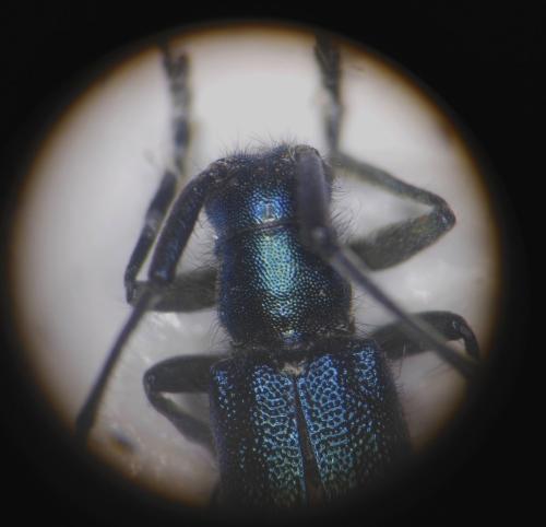 Réf. 153 287 : Agapanthia intermedia