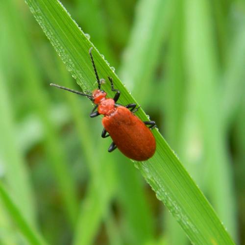 Réf. 153 853 : Pyrochroa serraticornis