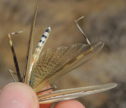 Truxalis nasuta