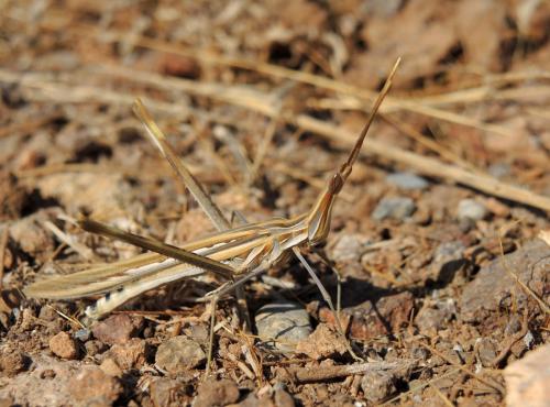 Truxalis nasuta