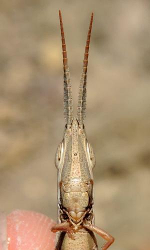 Brachycrotaphus tryxalicerus