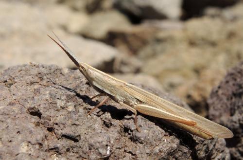 Brachycrotaphus tryxalicerus