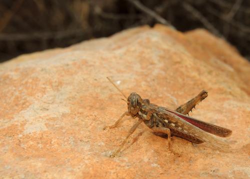 Réf. 153 135 : Dericorys carthagonovae
