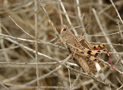 Réf. 153 158 : Heteracris littoralis