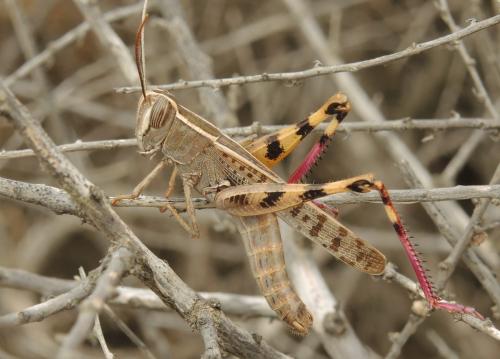 Réf. 153 608 : Heteracris littoralis