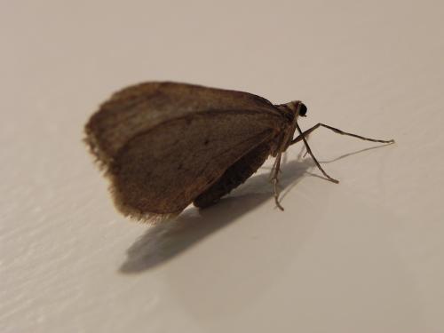 Operophtera brumata