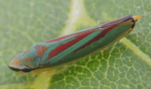 Réf. 153 934 : Graphocephala fennahi
