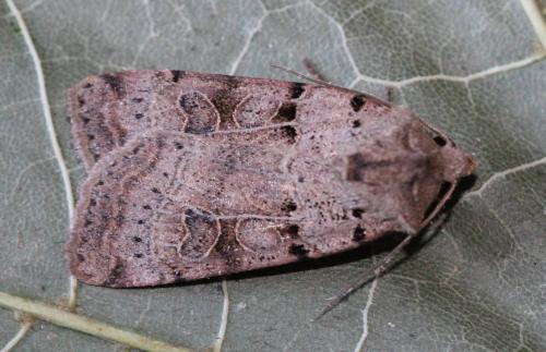 Eugnorisma depuncta
