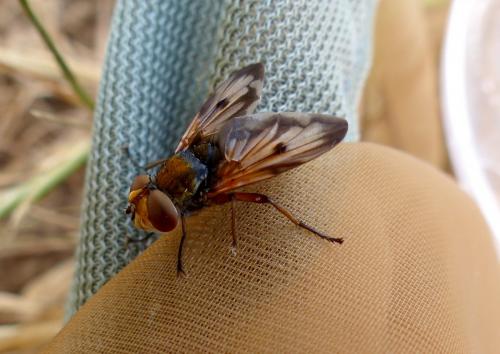 Ectophasia crassipennis