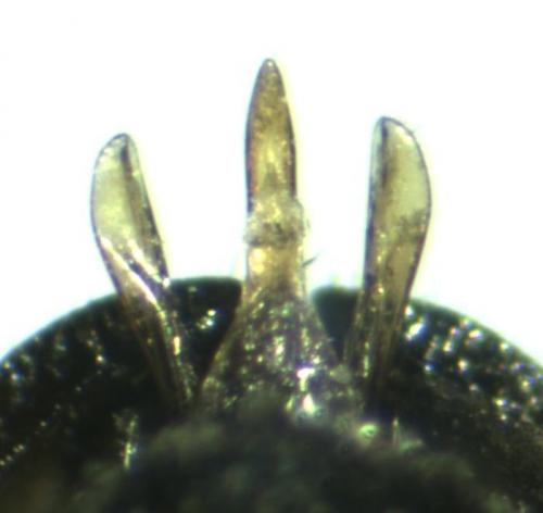 Réf. 153 728 : Aplotarsus incanus